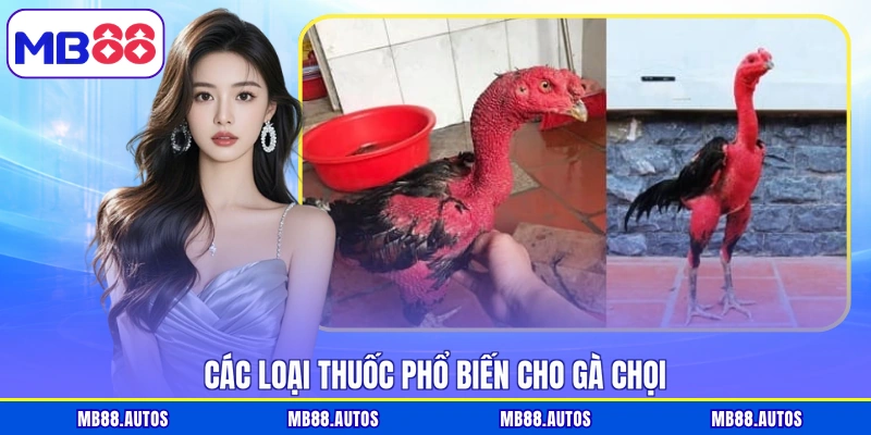 Các loại thuốc phổ biến cho gà chọi