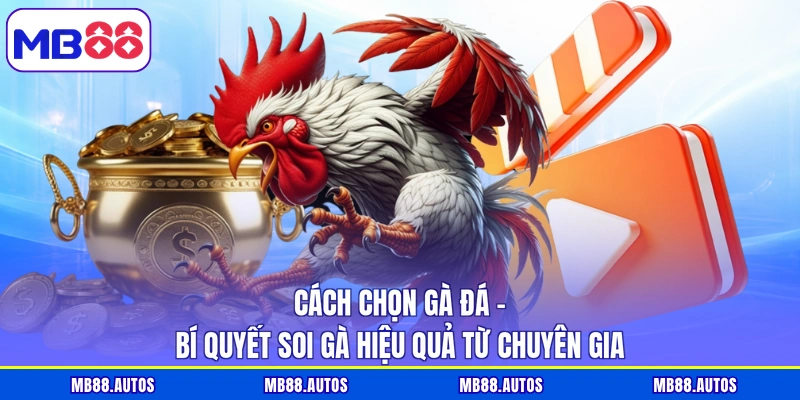 Cách chọn gà đá