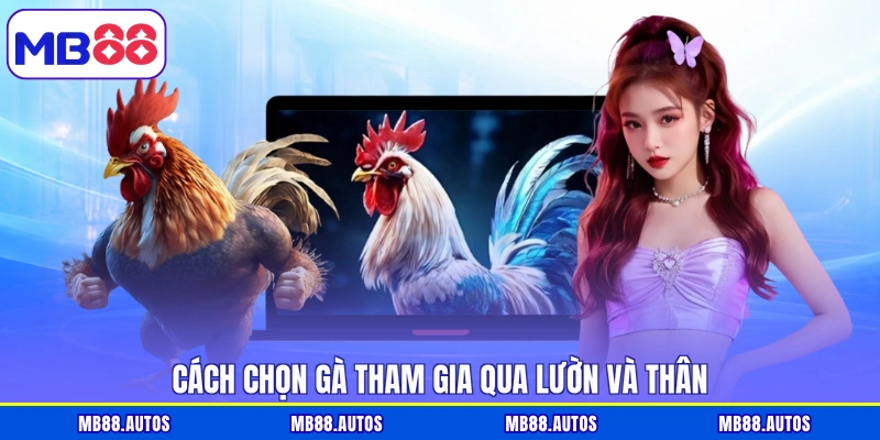 Cách chọn gà tham gia qua lườn và thân