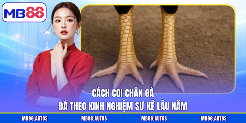 Cách coi chân gà đá