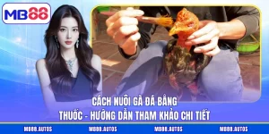 Cách nuôi gà đá bằng thuốc