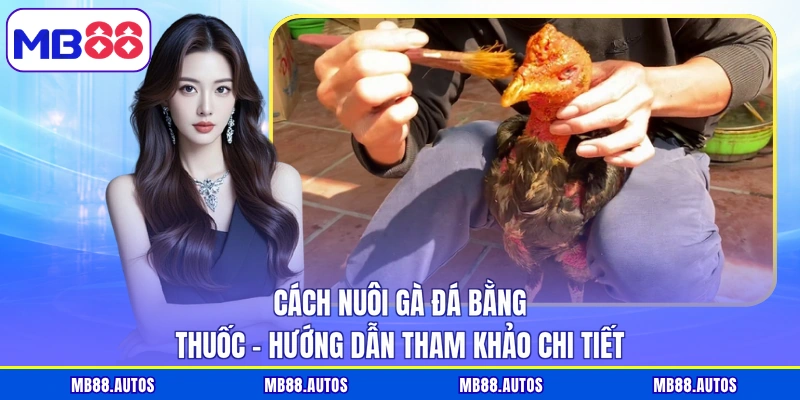 Cách nuôi gà đá bằng thuốc