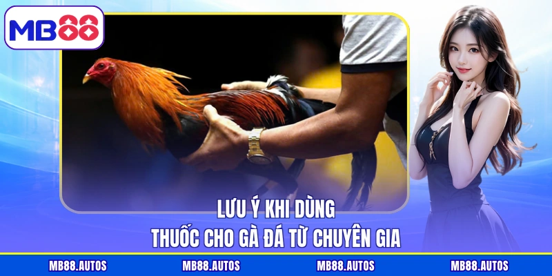 Lưu ý khi dùng thuốc cho gà đá từ chuyên gia