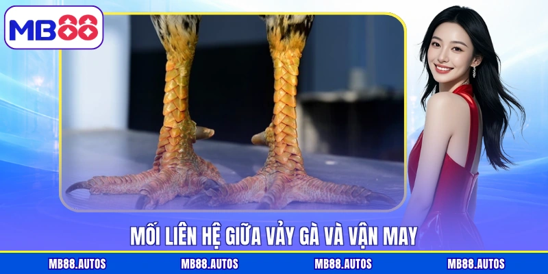 Mối liên hệ giữa vảy gà và vận may