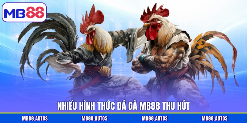 Nhiều hình thức đá gà MB88 thu hút