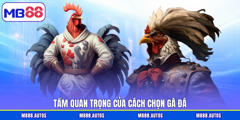 Tầm quan trọng của cách chọn gà đá