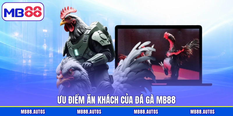 Ưu điểm ăn khách của đá gà MB88
