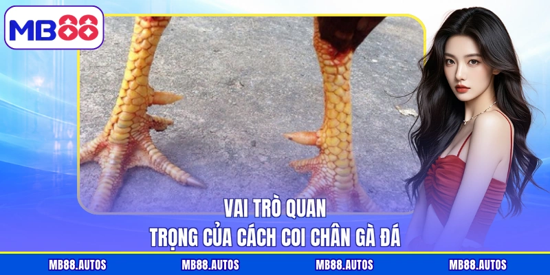 Vai trò quan trọng của cách coi chân gà đá