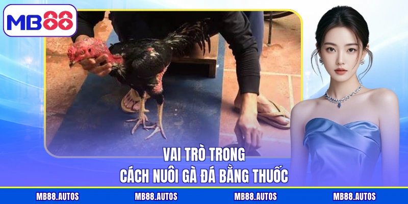 Vai trò trong cách nuôi gà đá bằng thuốc  
